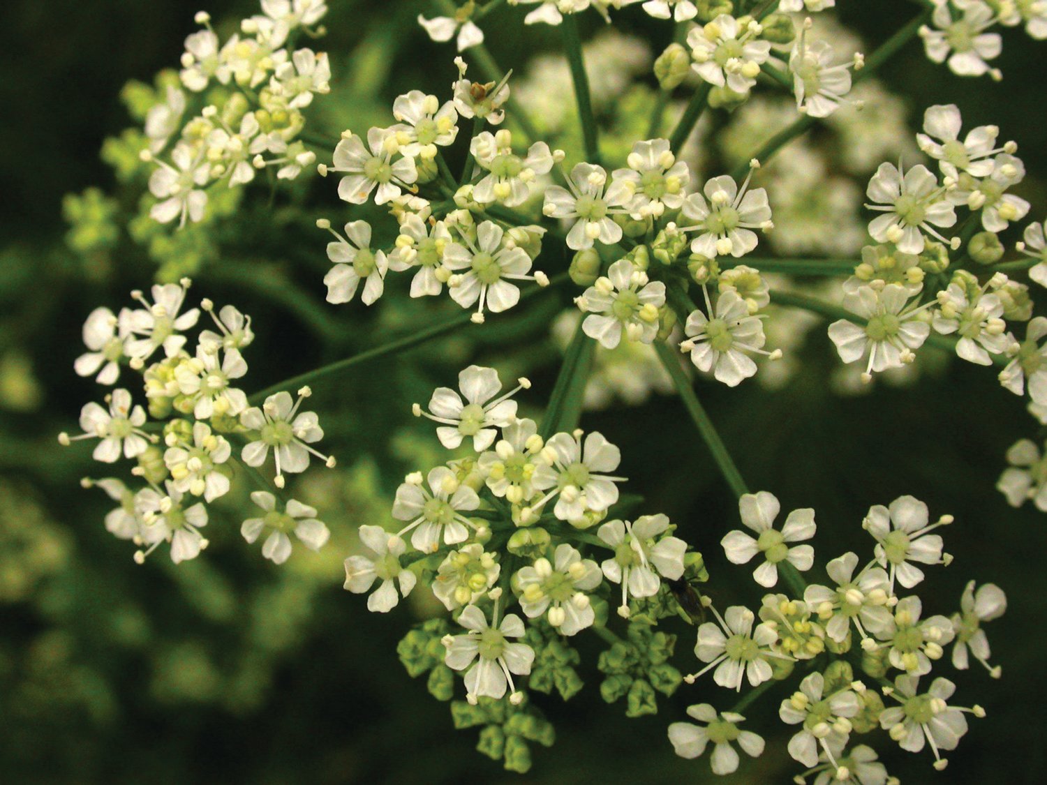 Poison hemlock has five-part flowers characteristic of the carrot family. The county’s Noxious Weed Board offers fact sheets to assist in identification of this toxic plant.